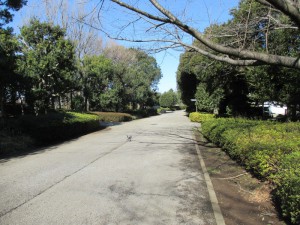 kashiwa park