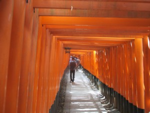 Une longue allée sous les torii