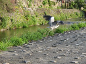 Un des nombreux oiseaux qui fréquentent la rivière Kamo